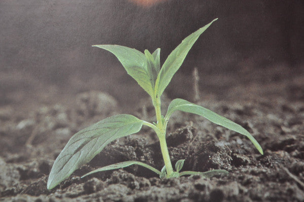 Franck Pourcel Et Son Grand Orchestre : Once Upon A Time... (LP, Album, Promo, Gat)