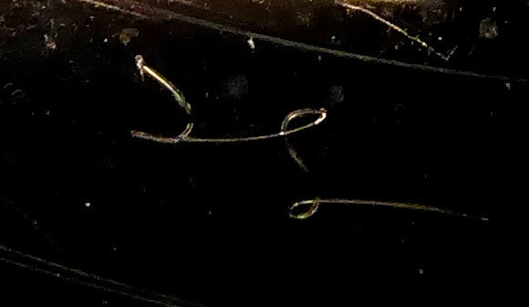 Ravi Shankar : In Concert (LP, Album, RP, Roc)