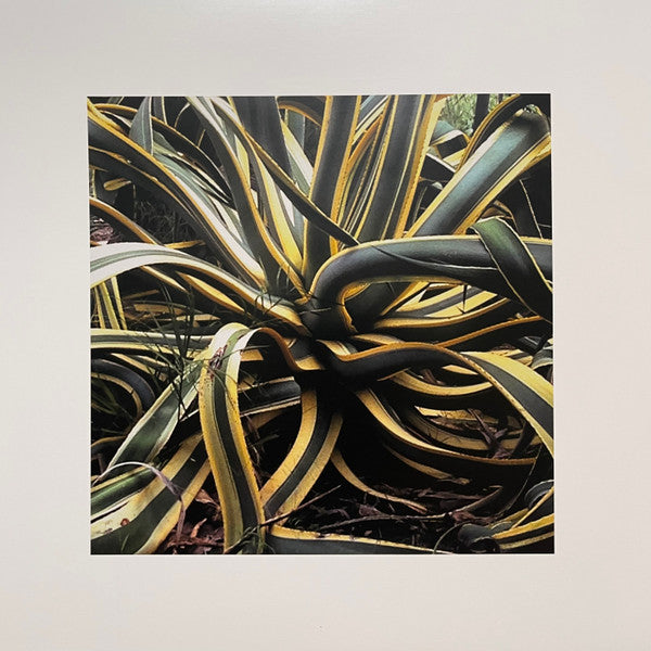 Harold Budd : Avalon Sutra (LP, Aga + LP, Gol + CD + Album, Ltd, RE)